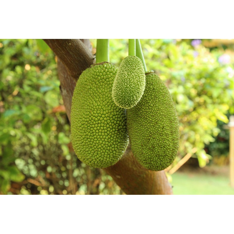 Jackfruit