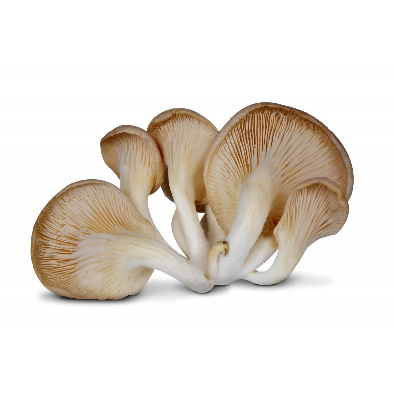 Oyster Mushroom
