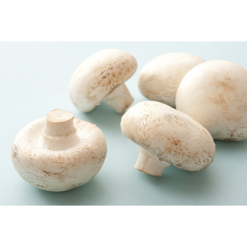 White Button Mushroom 