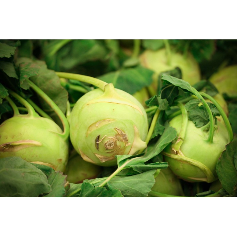 Kohlrabi
