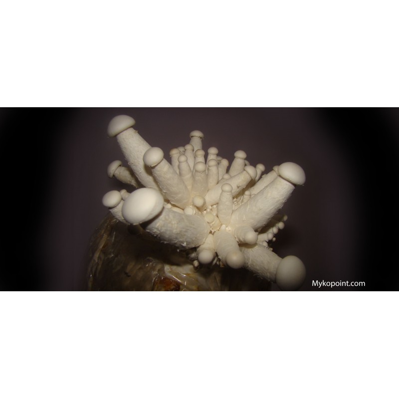 Milky-Mushroom