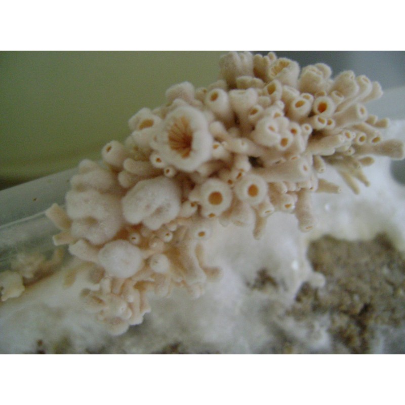 Paddy Straw- mushroom