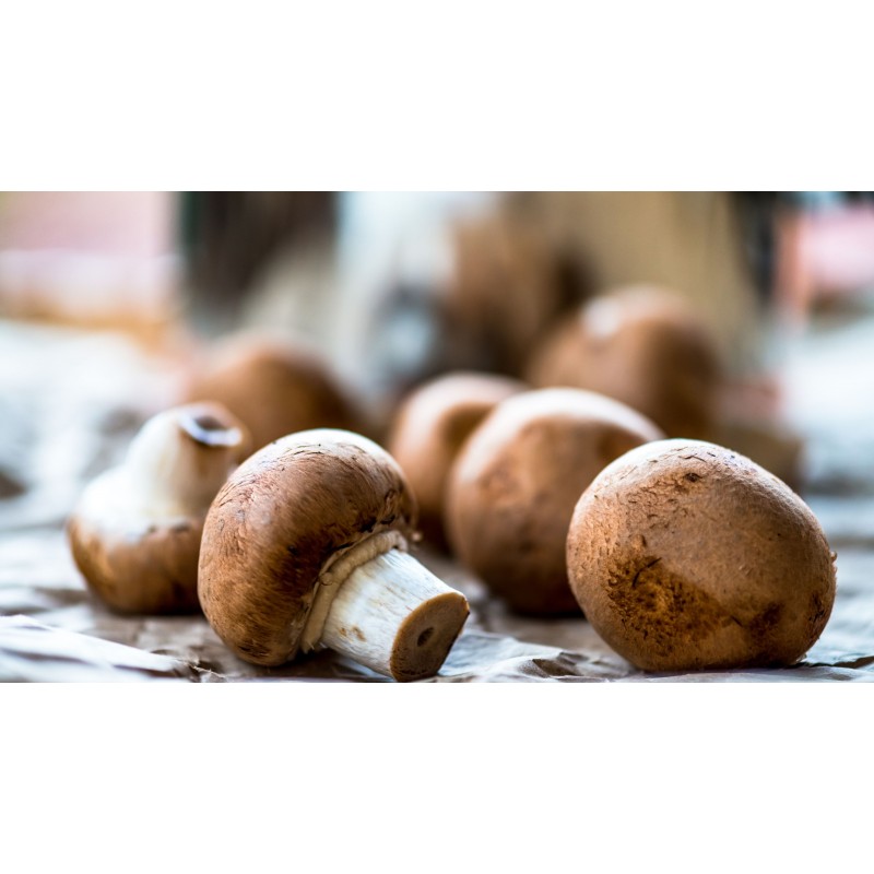 Cremini mushroom